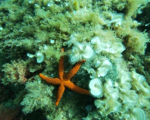Photos de plongée sous marine avec l’association Saphir13