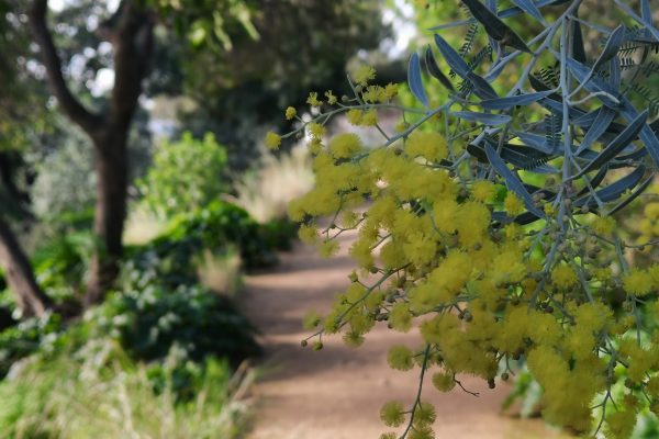 Parc Rayol chemin bordé de mimosas