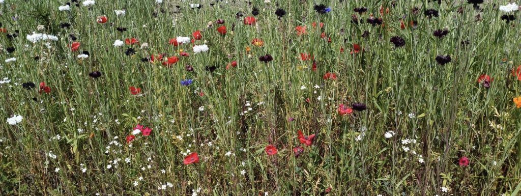 Fleurs bord de route