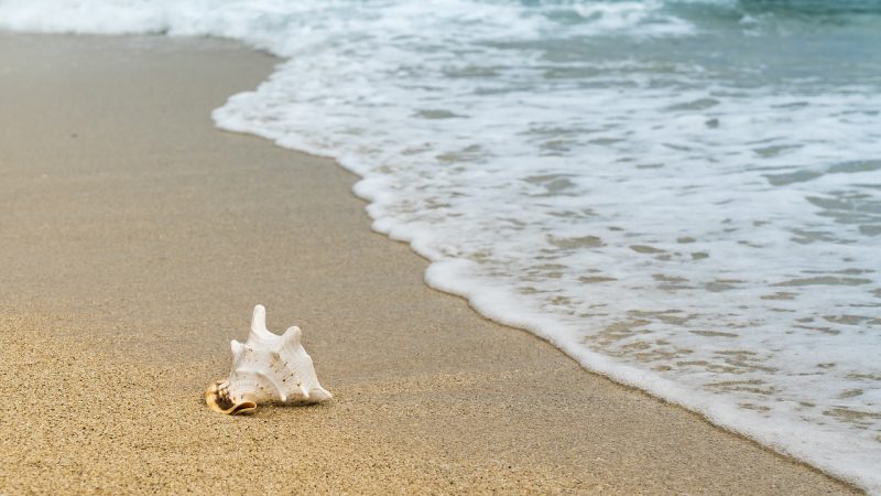 Plage mer et coquillage