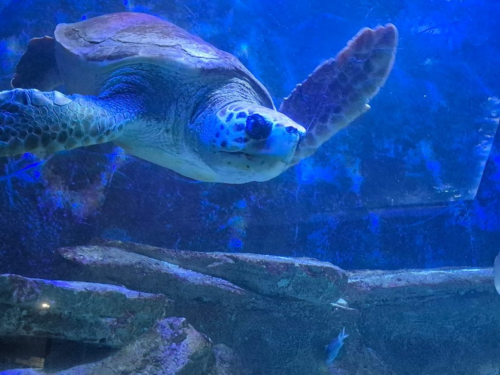 Tortue