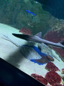 Photos des aquariums du grau du roi