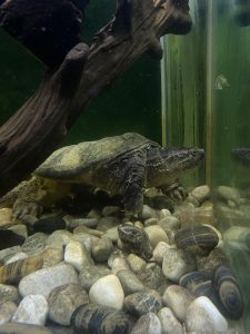 tortue aquatique