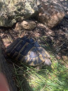 tortue solo
