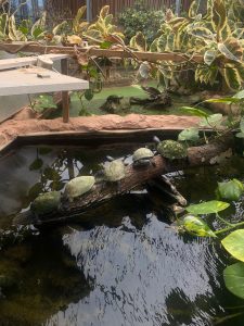 tortues sur un tronc d'arbre