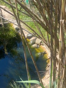 groupe de tortues au bord de l'eau