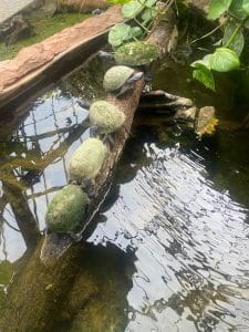 groupe de tortues au dessus de l'eau
