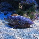 Près du port de Nice avec Saphir 13, poisson merou dans un aquarium