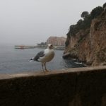 mouette au bord de la mer
