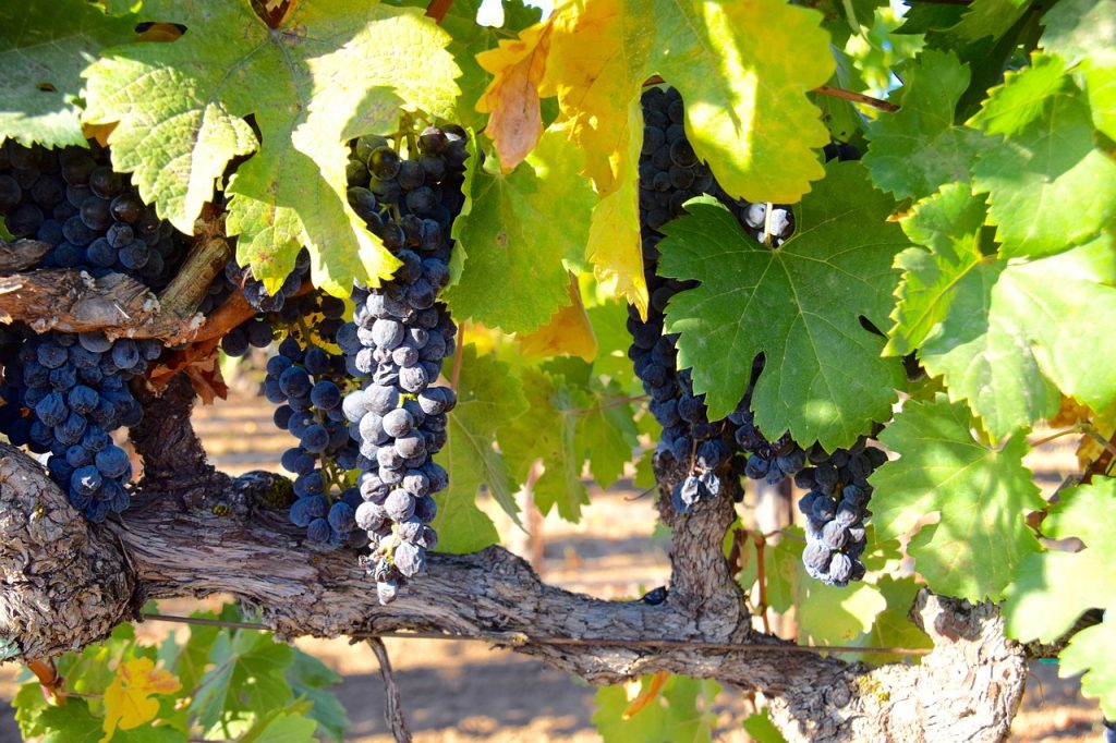Photo de grappes de raisins sur pieds de vignes