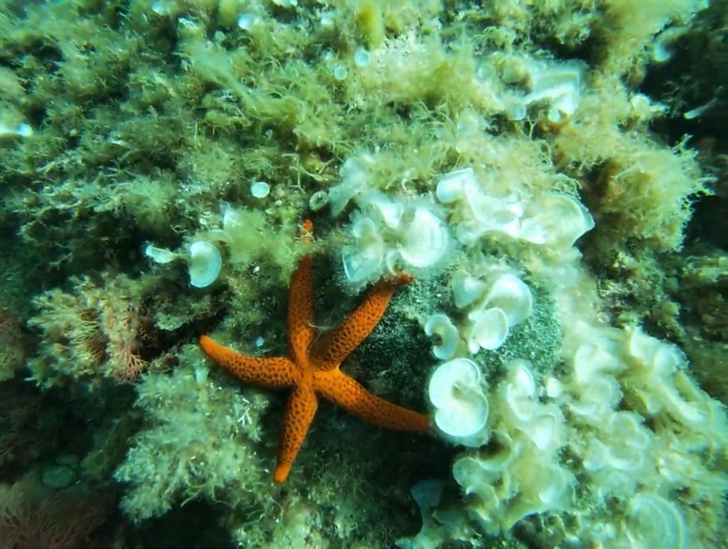 Photos de plongée sous marine avec l’association Saphir13